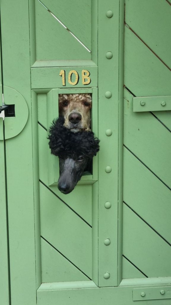Poodles in gate opening