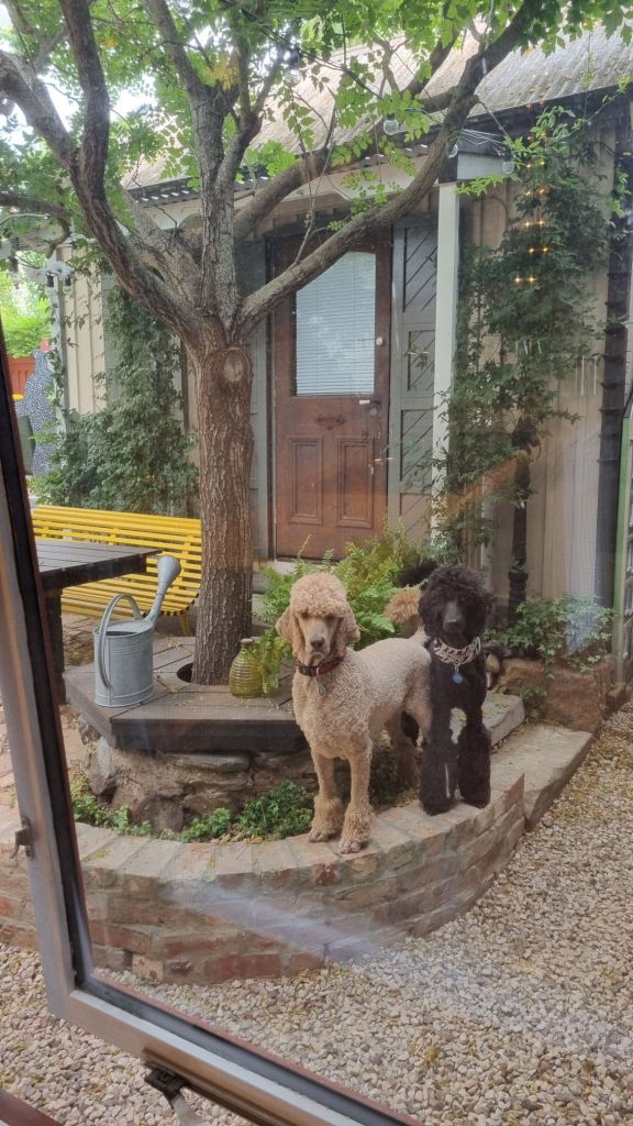 View from kitchen window