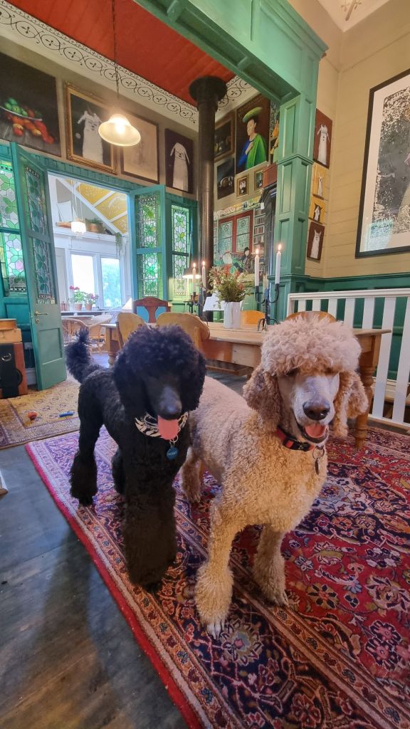 A pair of poodles decorating the studio floor