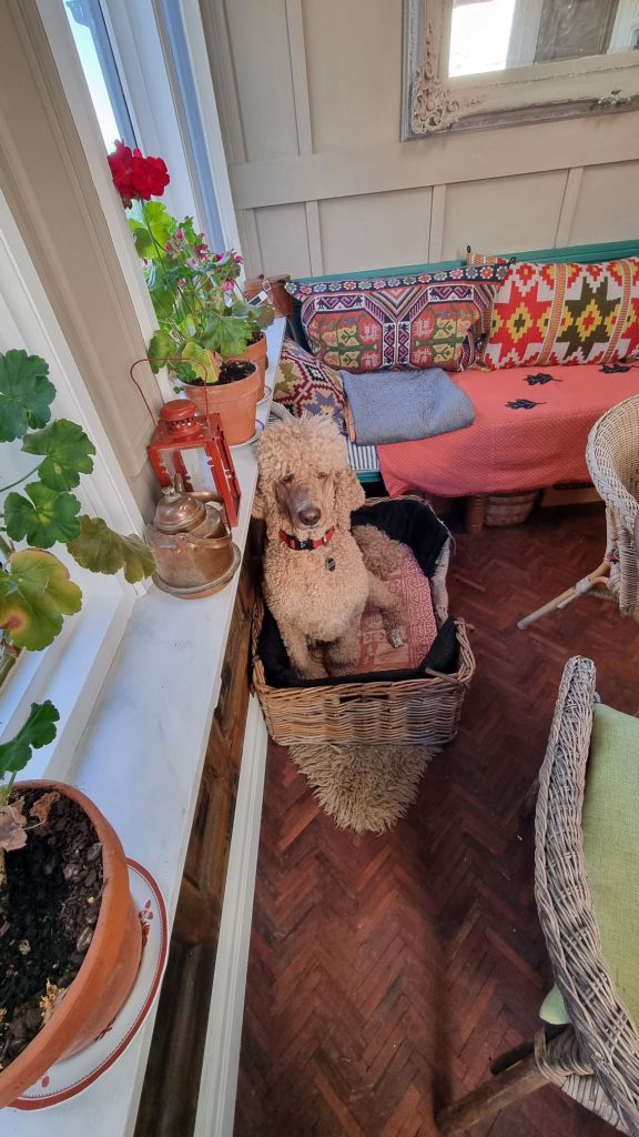 Poodle in basket, studio dog