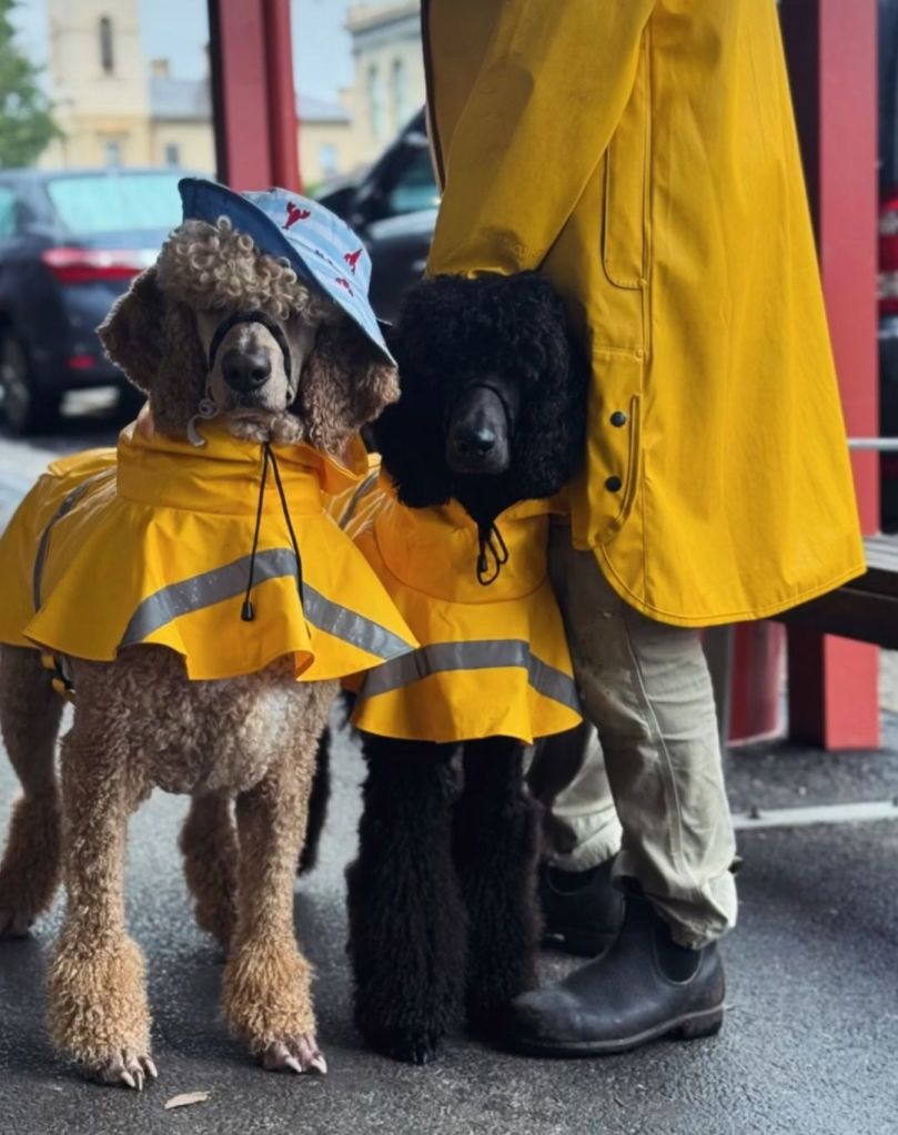 Raincoat poodles